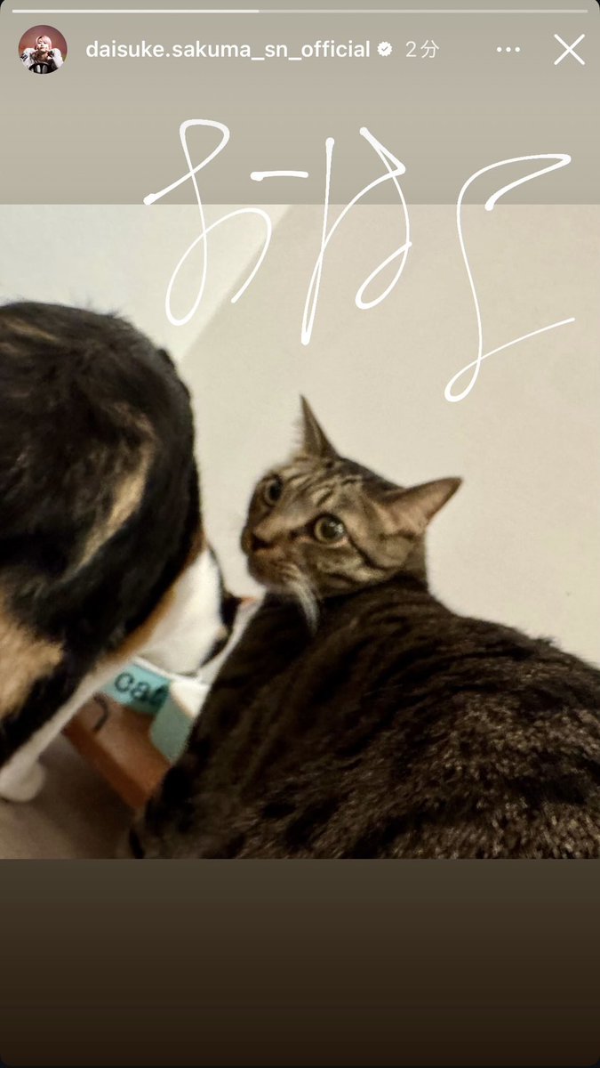 おはよ🐈‍⬛🐈