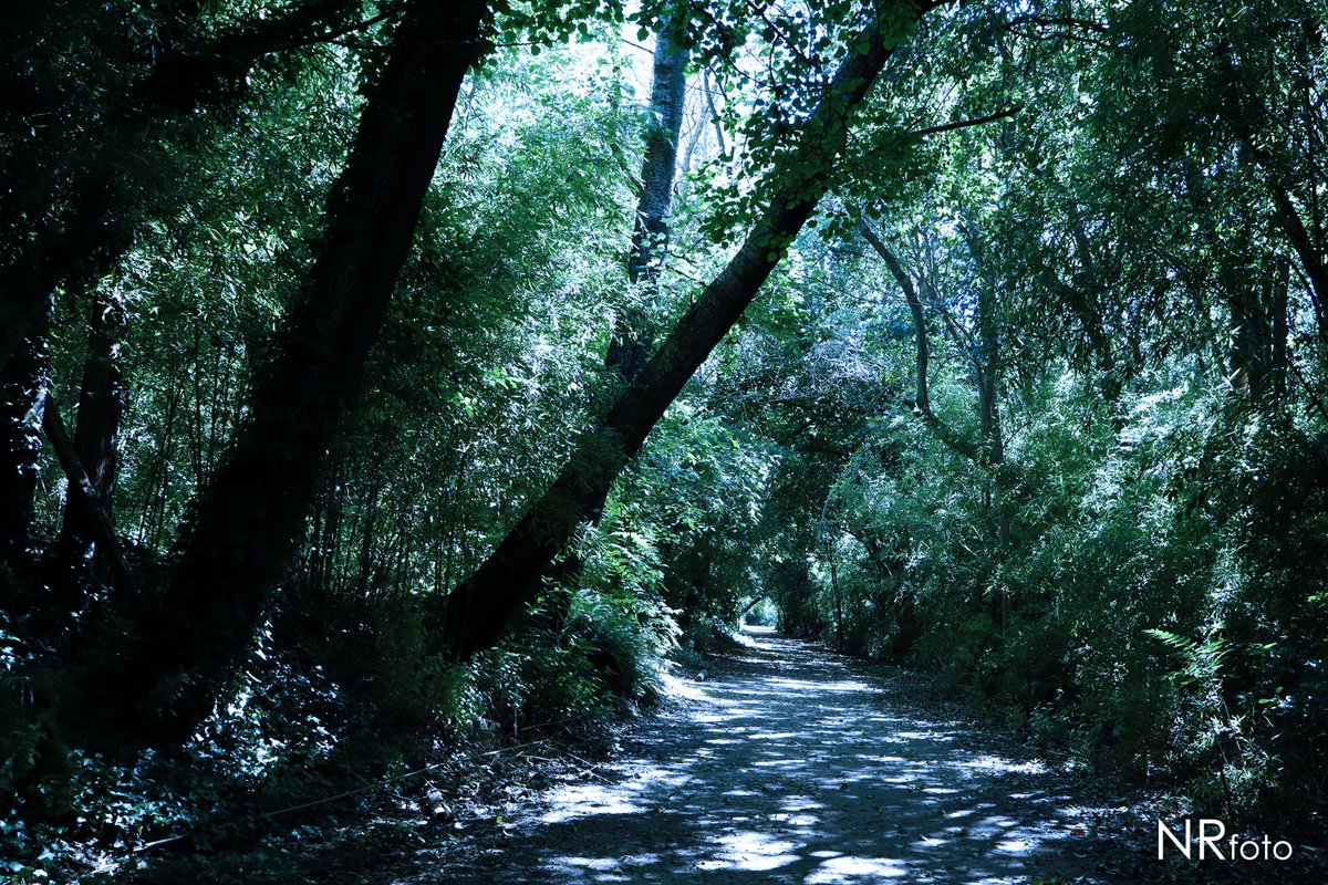 Ecoparque de San Fernando, provincia de Buenos Aires, Argentina #ecoparque #sanfernando #naturaleza #arboles #landscape #parque #fotografía #color #paisaje #photography #photo #park #trees #ecología #ecology #nature #parc #ecologie #photographier #argentina #arbres #paysage