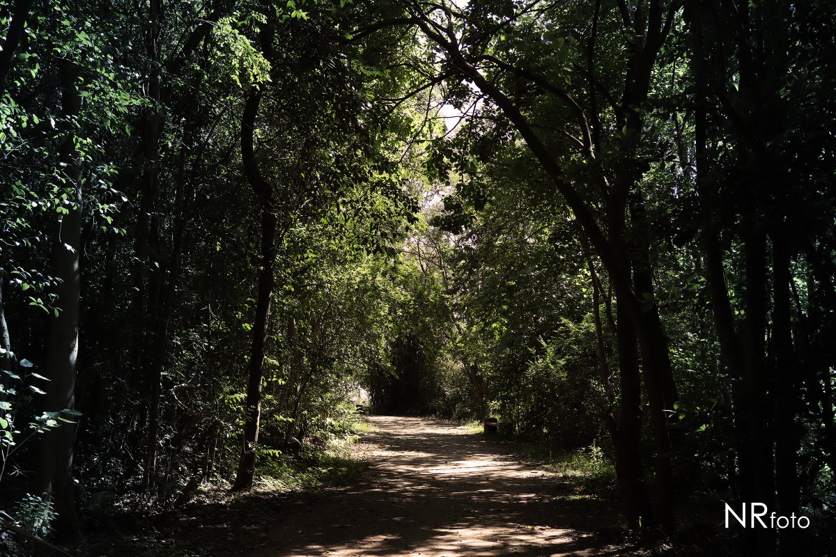 Ecoparque de San Fernando, provincia de Buenos Aires, Argentina #ecoparque #sanfernando #naturaleza #arboles #landscape #parque #fotografía #color #paisaje #photography #photo #park #trees #ecología #ecology #nature #parc #ecologie #photographier #argentina #arbres #paysage