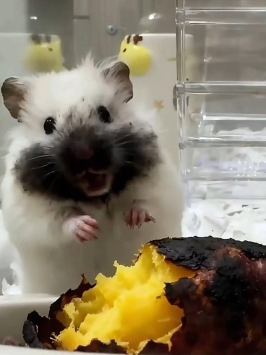 bri | JOKI TUGAS | WA AJA KAK tweet media