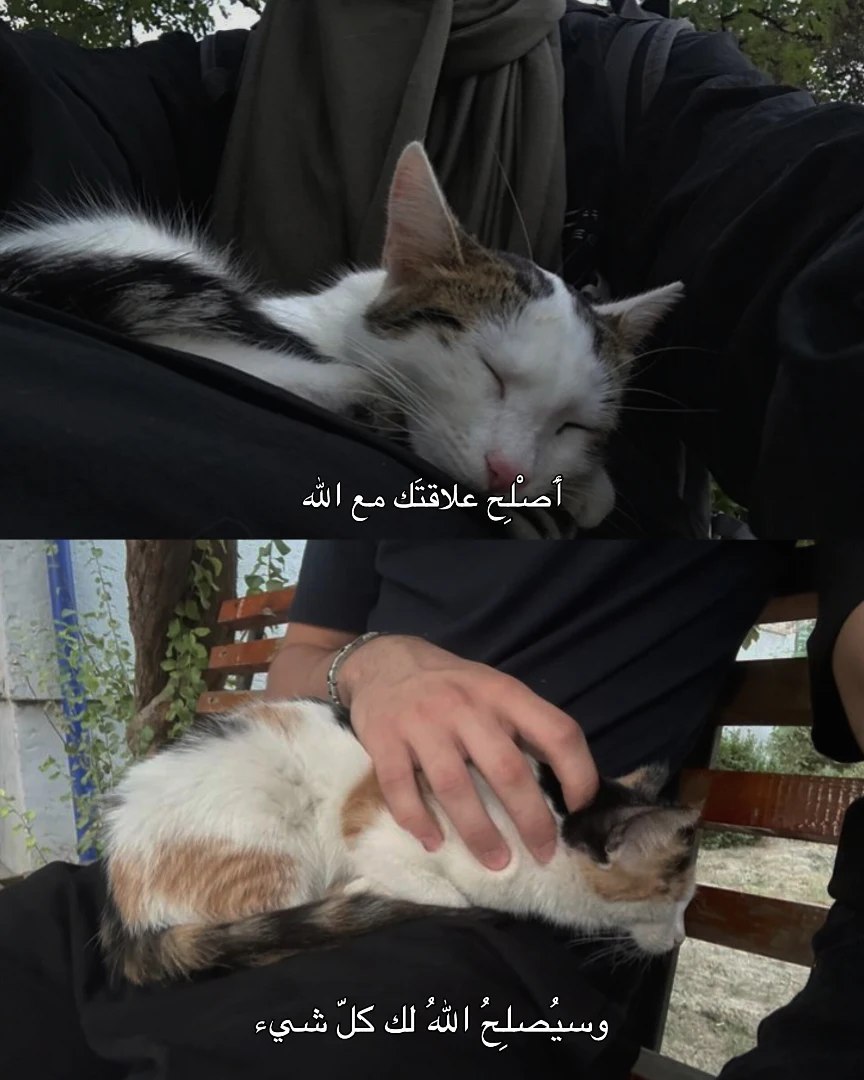 almsllim's tweet image. 