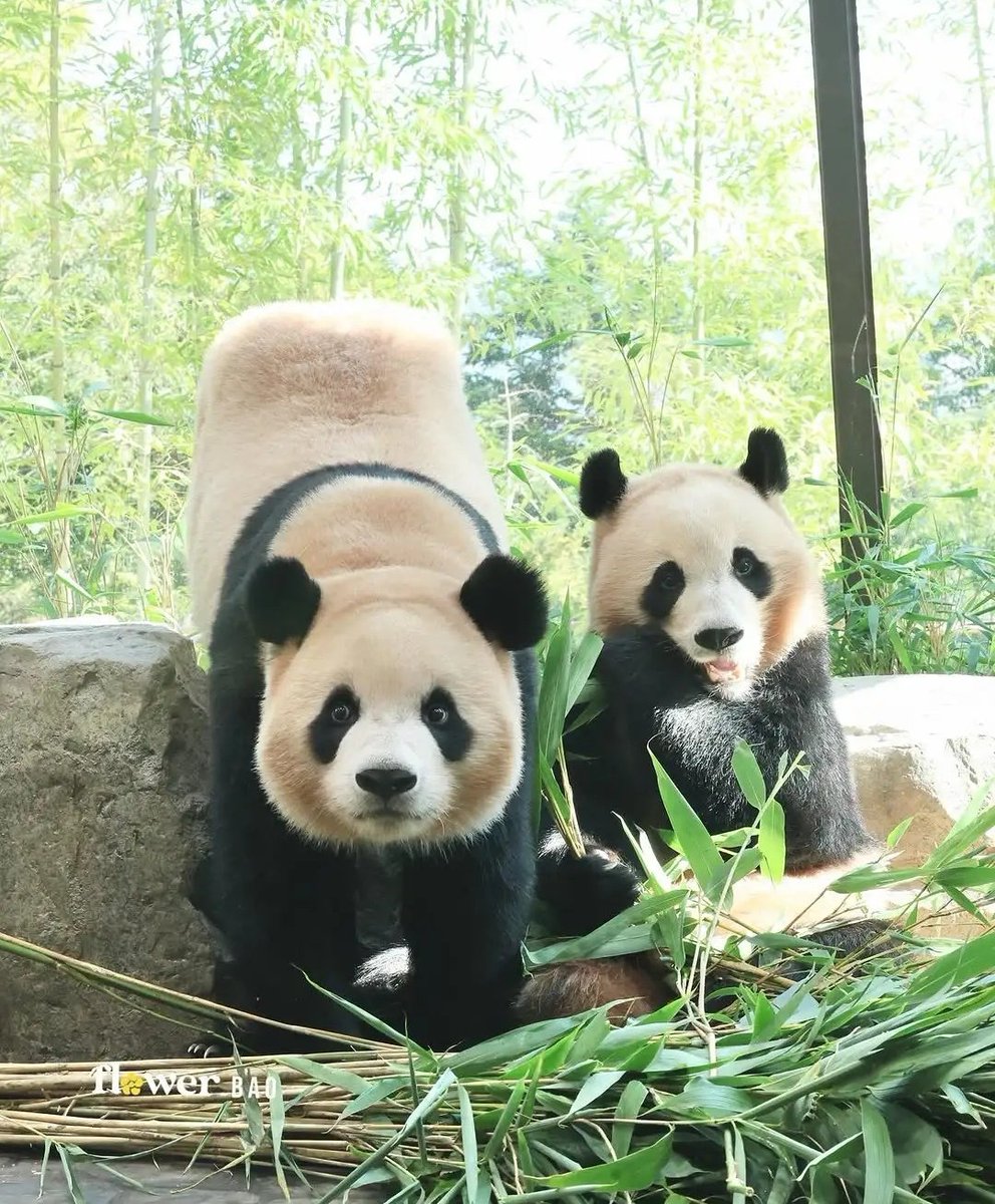 Deman92380171's tweet image. 我的臀部翘到可以顶起一排盆盆奶
互fo互赞100%
#大熊猫 #panda #互关互赞 #互fo