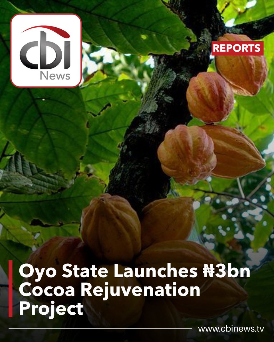 cbinewstv's tweet image. Oyo State has approved ₦3.03bn for a Cocoa Rejuvenation Project to boost its position as a top cocoa producer. The PPP initiative. implemented with OYSADA and IITA, aims to fill supply gaps caused by production declines in Ghana &amp;amp; Côte d’Ivoire.

#CBINewsTV #OyoState #Cocoa