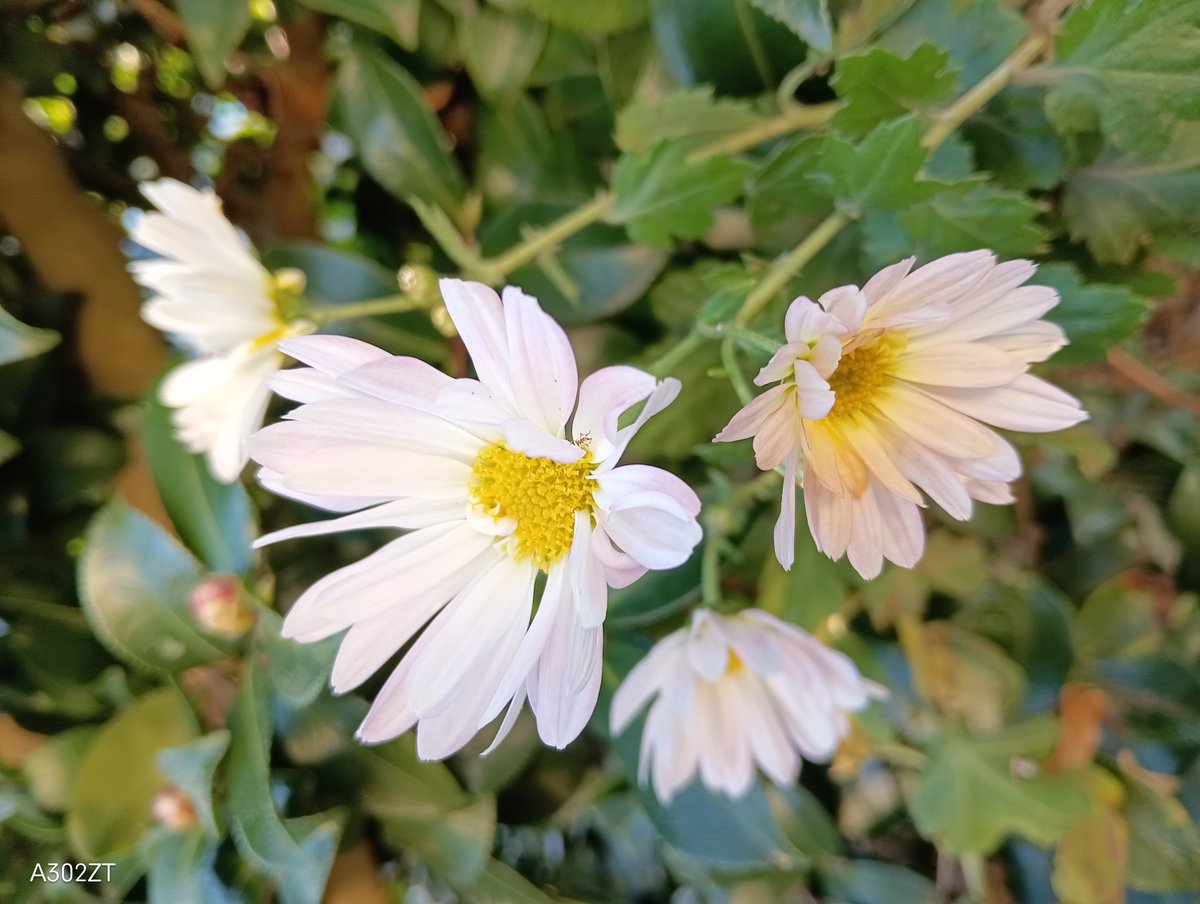 白菊が秋の深まりと共にひっそりっと変色するの 感慨深く見つめています