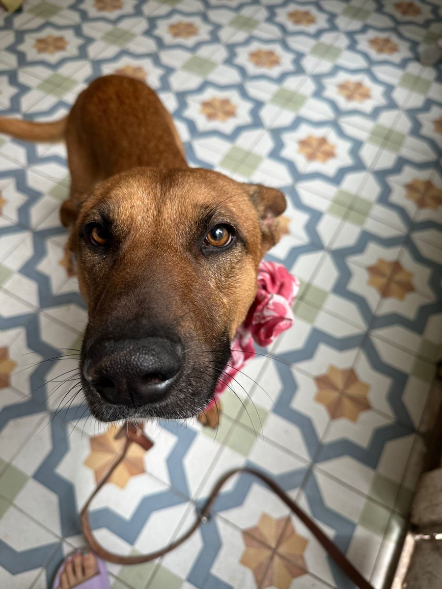 Disculpa que te moleste…

¿Tendrás lugar para un perrito sin hogar?

Me llamo Canelo,y nadie me quiere en su familia.😔💔

#AdoptaUnPerrito
#BuscandoHogar
#PerritoEnAdopción
#AdopcionesResponsables
#AdopcionesCDMX