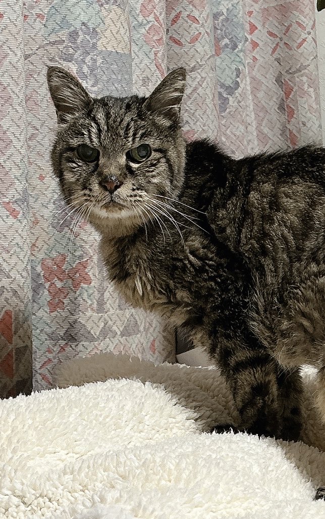 Kizitoranekoko's tweet image. サスケ21歳7ヶ月になったニャン😸🐾

皆しゃん、応援📣してくれたら嬉しいニャン😺

＃ハイシニア猫 ＃キジトラ ＃21歳