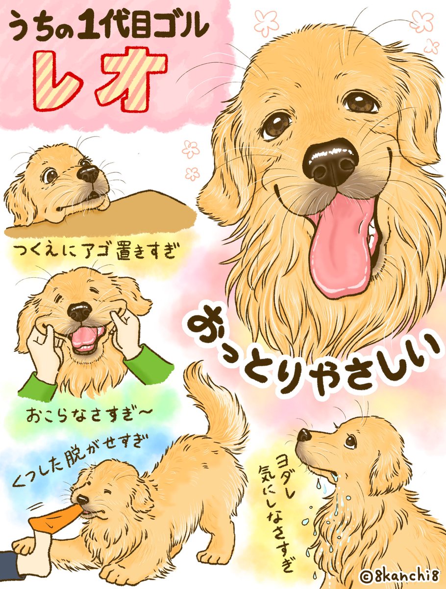 かんち（8kanchi8）@書籍『今日もゴールデンレトリバーに癒されて