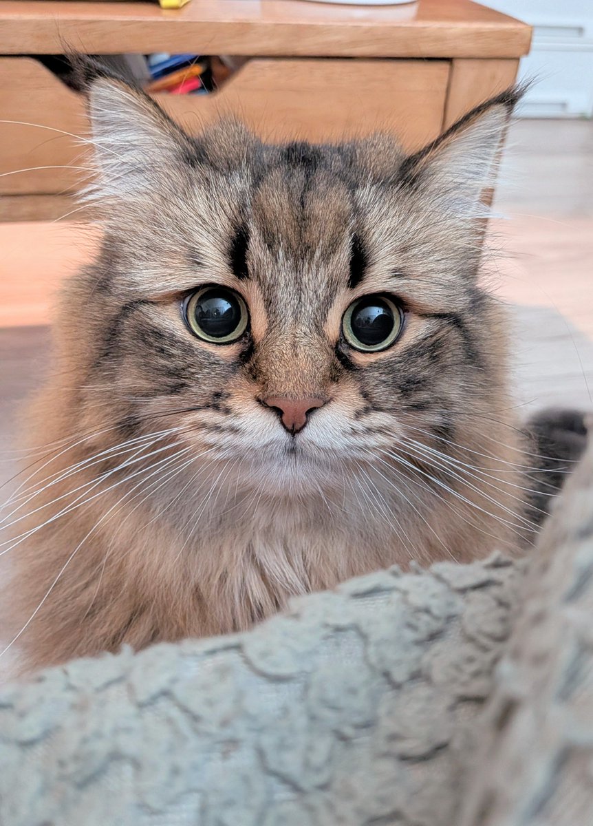 ヤマネコ (@ymnc_rf) / Posts / X