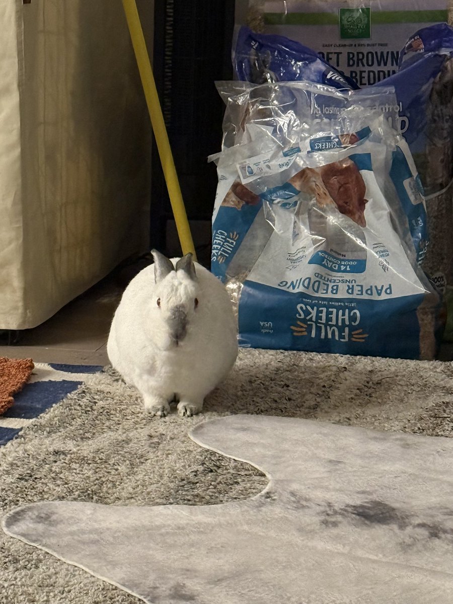 Nemo doubles up as a broom 🧹 😭