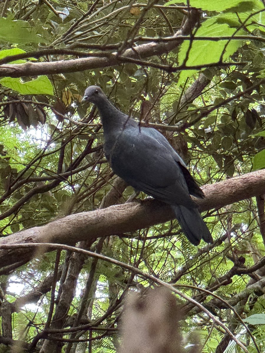 アカガシラカラスバト、過去1近くで見ることができた
