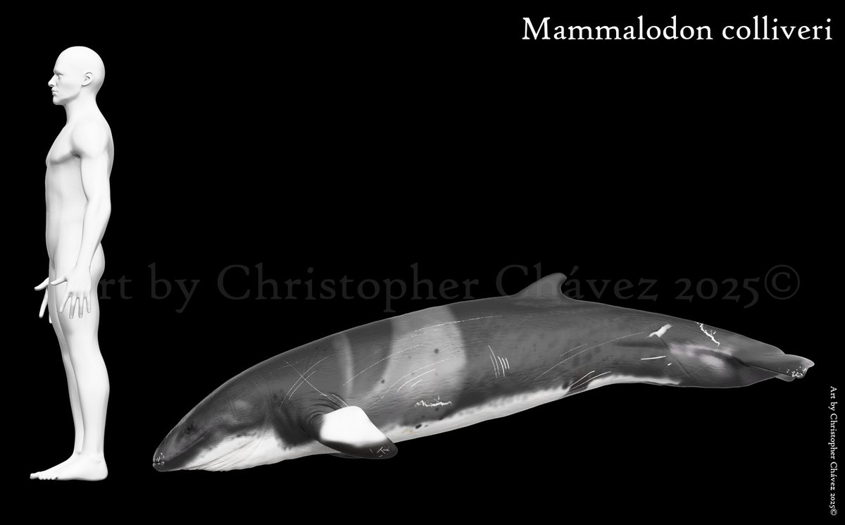 Paleokhris's tweet image. Mammalodon colliveri esculpido en zbrush y renderizado en Keyshot.
Mammalodon colliveri sculpted in zbrush and rendered in Keyshot. 
#Mammalodon #paleoart #zbrush #huion #lenovo #keyshot