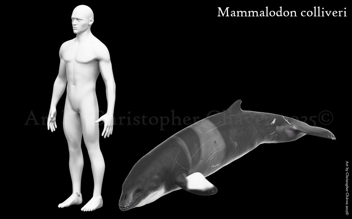 Paleokhris's tweet image. Mammalodon colliveri esculpido en zbrush y renderizado en Keyshot.
Mammalodon colliveri sculpted in zbrush and rendered in Keyshot. 
#Mammalodon #paleoart #zbrush #huion #lenovo #keyshot