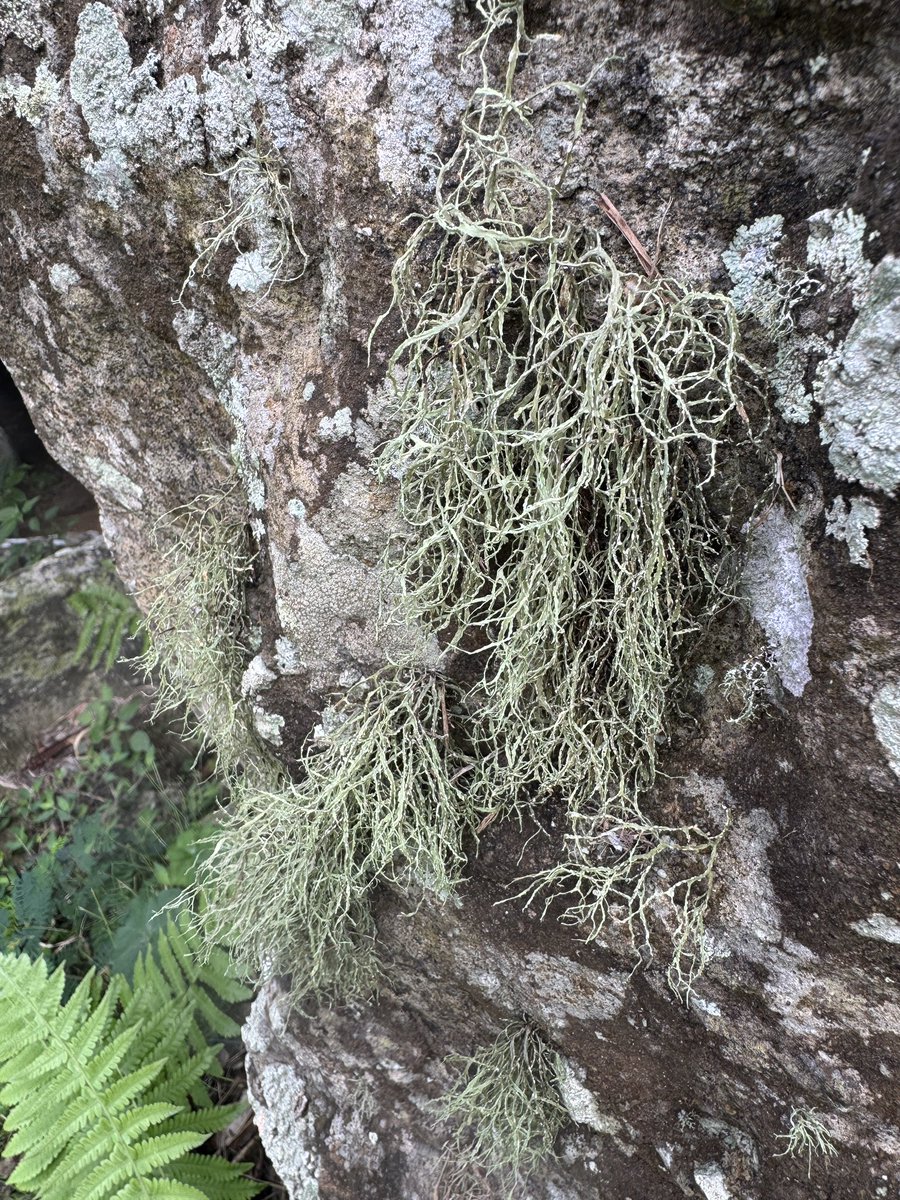 小笠原の地衣類！