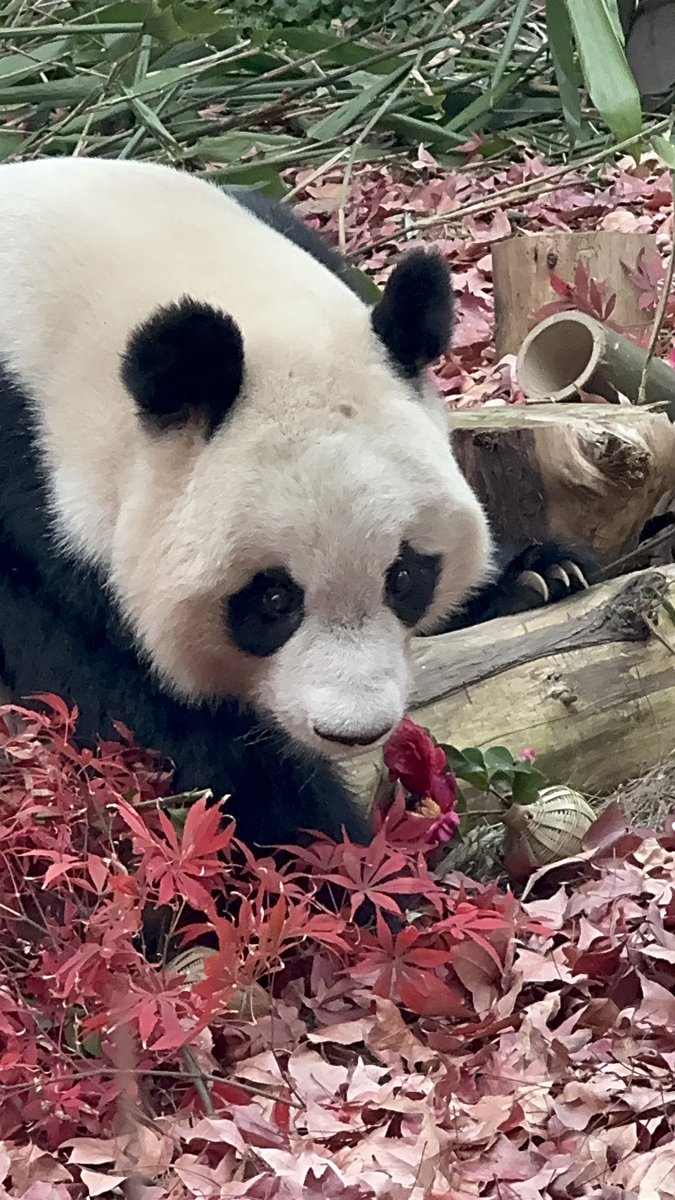 楓ちゃん🍁
5歳のお誕生日おめでとう🎊

楓ちゃん新しい環境に
よく頑張ったね✨
これからも楓ちゃんペースでね

2025.11.22

#楓浜
#成都大熊猫繁育基地