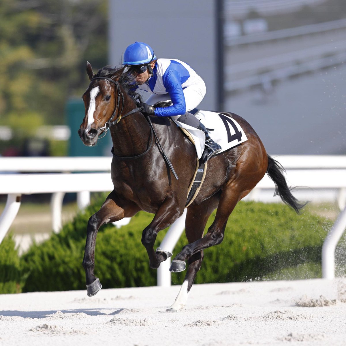 RakutenKeiba's tweet photo. 【競馬場からのお便り】

園田3Rの2歳戦はバイシュウがスタートダッシュから直線で7馬身差を付け、7戦3勝としました。

鞍上は中田貴士騎手です。

同馬はエピカリス産駒の牝馬で、田中道夫厩舎の所属です。 https://t.co/InRklSSdss