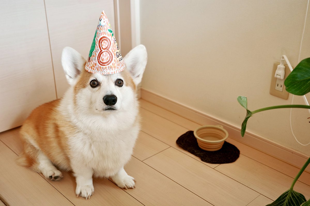 ガブちゃん (@gabrielthecorgi) / Posts / X