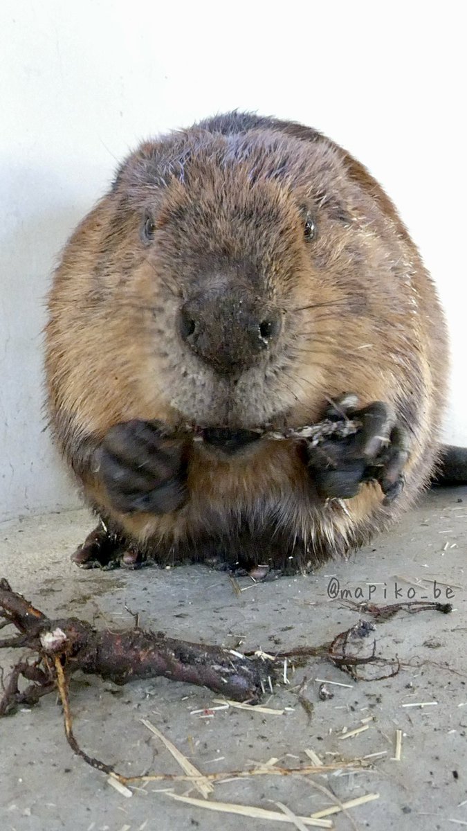 耳ﾅｲﾅｲ

#阿蘇ファームランド
#アメリカビーバー