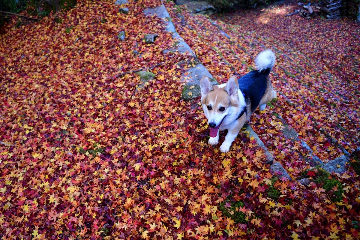 yumekui03's tweet image. #紅葉（もみじ）絨毯  

#コーギー #corgi #犬 
#散歩 #お写ん歩