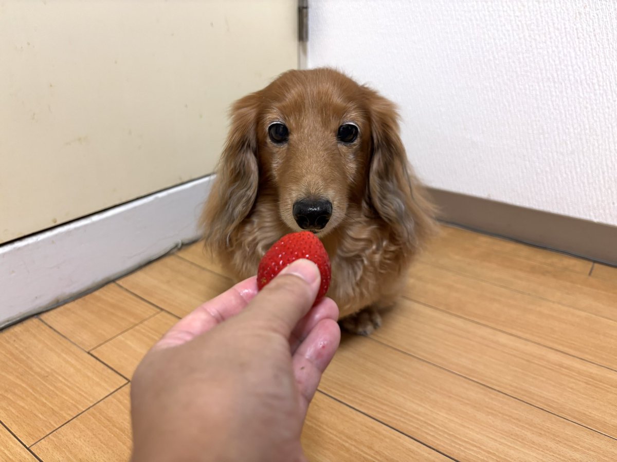 tibi_makiusa's tweet image. 11月27日、お母ちゃんがスーパーに並び始めた(まだまだ高価😅)長崎県産『ゆめのか苺』を奮発して買ってきてくれたよ‼️
今シーズン初めての🍓、いっただきまーす💕
#犬好きさんと繋がりたい