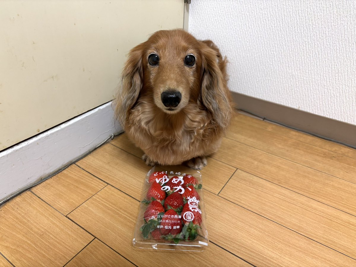 tibi_makiusa's tweet image. 11月27日、お母ちゃんがスーパーに並び始めた(まだまだ高価😅)長崎県産『ゆめのか苺』を奮発して買ってきてくれたよ‼️
今シーズン初めての🍓、いっただきまーす💕
#犬好きさんと繋がりたい