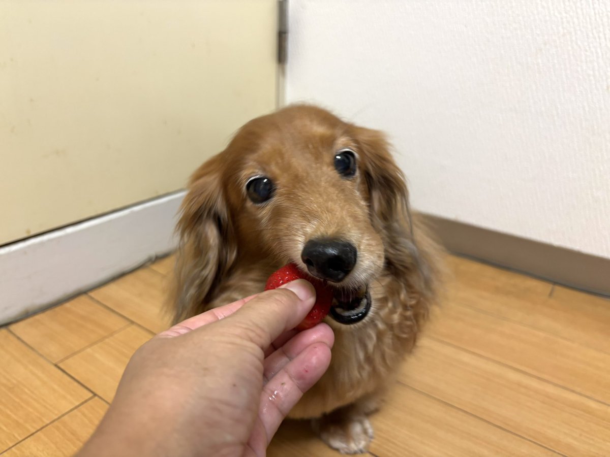 tibi_makiusa's tweet image. 11月27日、お母ちゃんがスーパーに並び始めた(まだまだ高価😅)長崎県産『ゆめのか苺』を奮発して買ってきてくれたよ‼️
今シーズン初めての🍓、いっただきまーす💕
#犬好きさんと繋がりたい