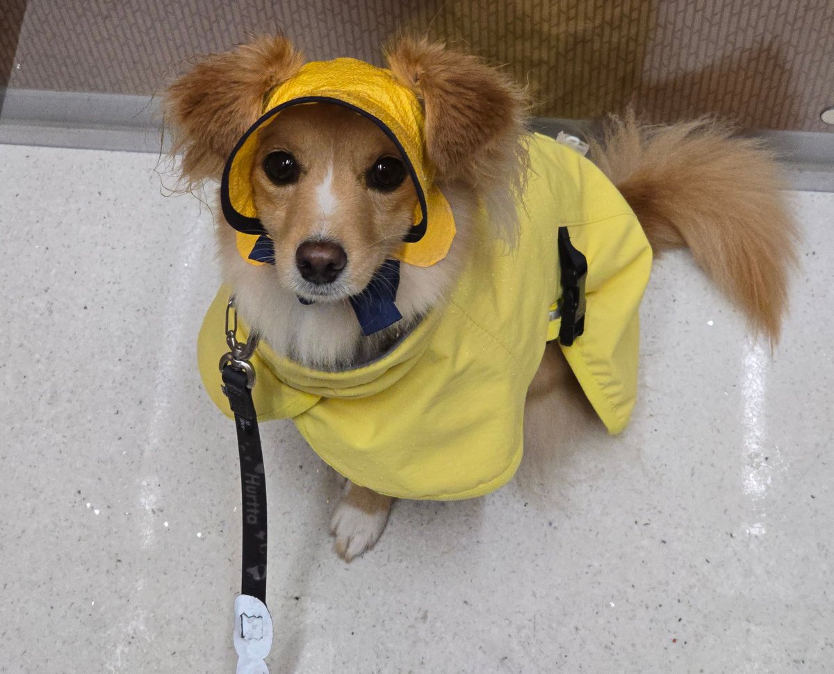 강아지가 생각한것보다 날씨가 안좋대