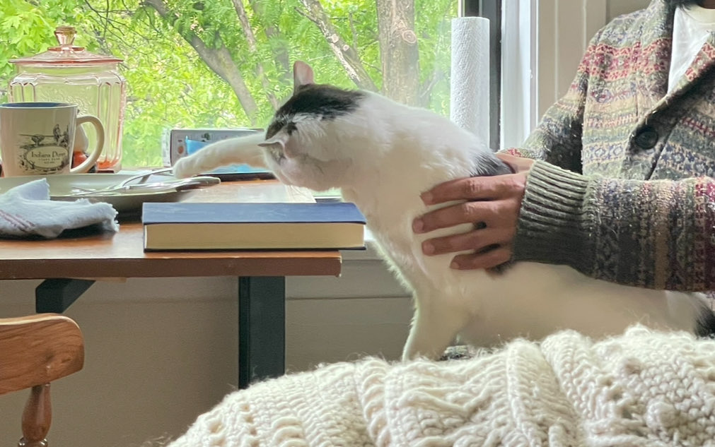 Macklemore the Cat tweet media