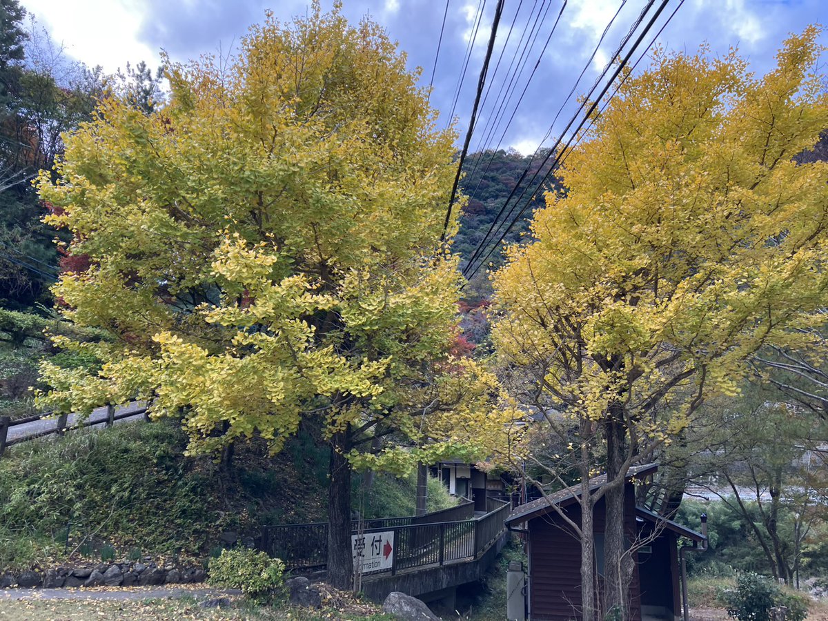 Saiki_Tourism's tweet photo. 🌟佐伯市🍁紅葉情報🌟

🍁佐伯市 本匠（小半森林公園 周辺）🍁
（〒876-0215 大分県佐伯市本匠大字小半107）

本匠も少しずつ紅葉がすすんでおります🥰💖
道路沿いの紅葉は赤や黄色と場所によって様々です🍁
小半森林公園は良い頃だと思います✨

佐伯市観光ナビ
https://t.co/9mgtUNgga1

#佐伯市 https://t.co/dkVLSudi8e