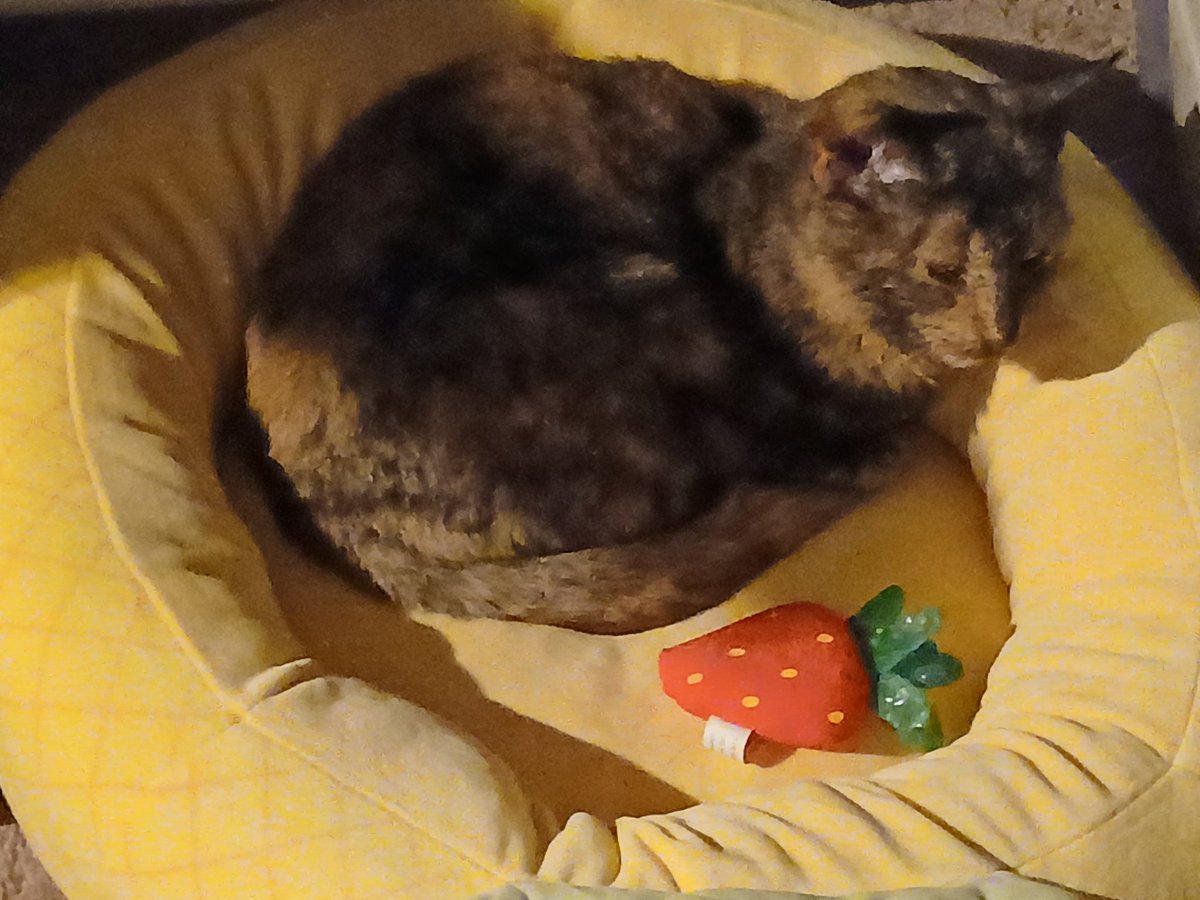 Say hello to Tortilla