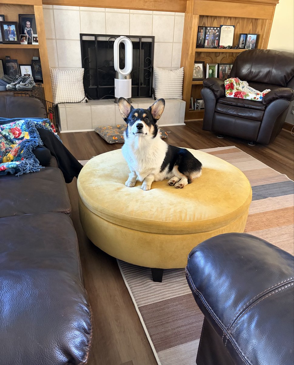 Andy_Falcon10's tweet image. Mochi scouting out the best location for his post Thanksgiving sploot tomorrow…#Corgi