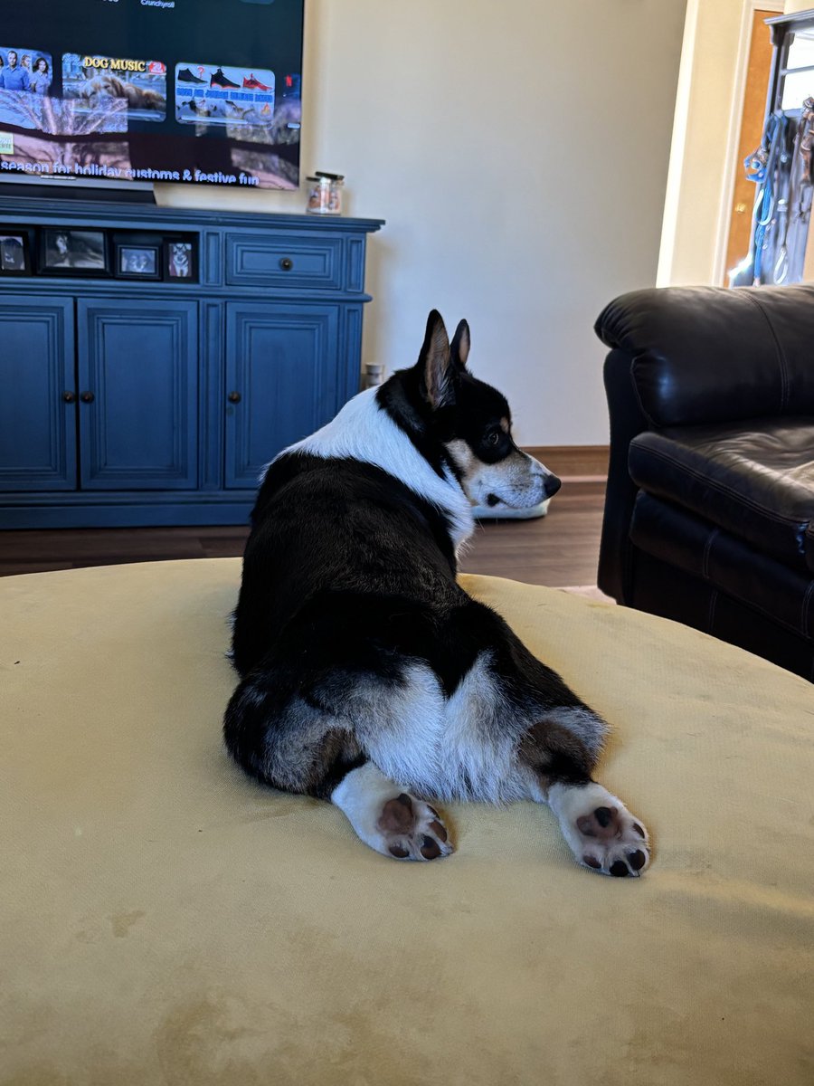 Andy_Falcon10's tweet image. Mochi scouting out the best location for his post Thanksgiving sploot tomorrow…#Corgi