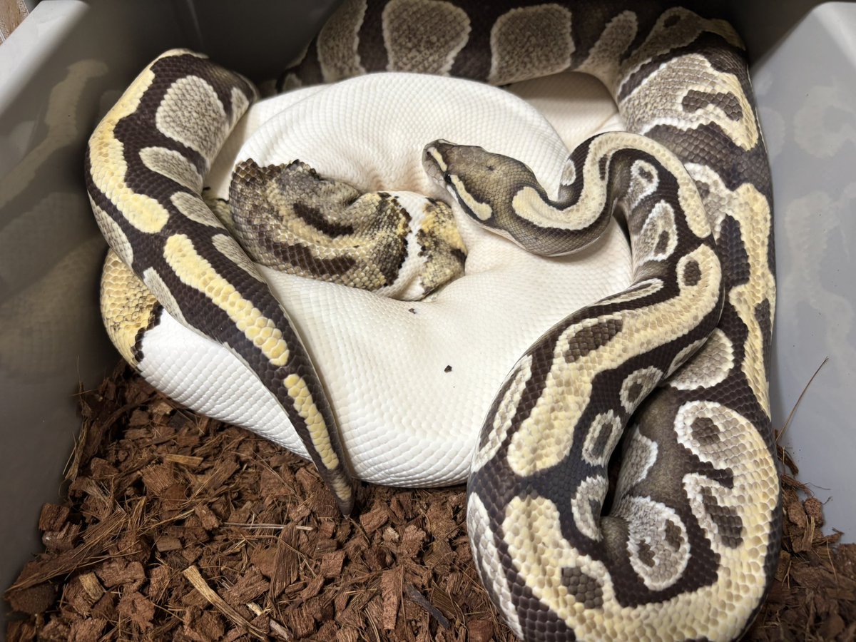もう離しちゃってるけど💦

DG poss.Special
×
Pied 66%ph.Albino