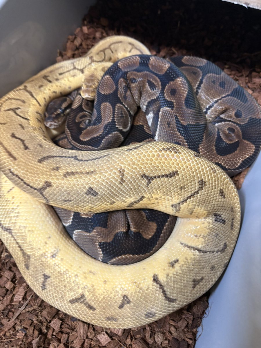 Pastel Enchi Pinstripe Leopard het.Candy
×
66 ph.Candy Pied🤞