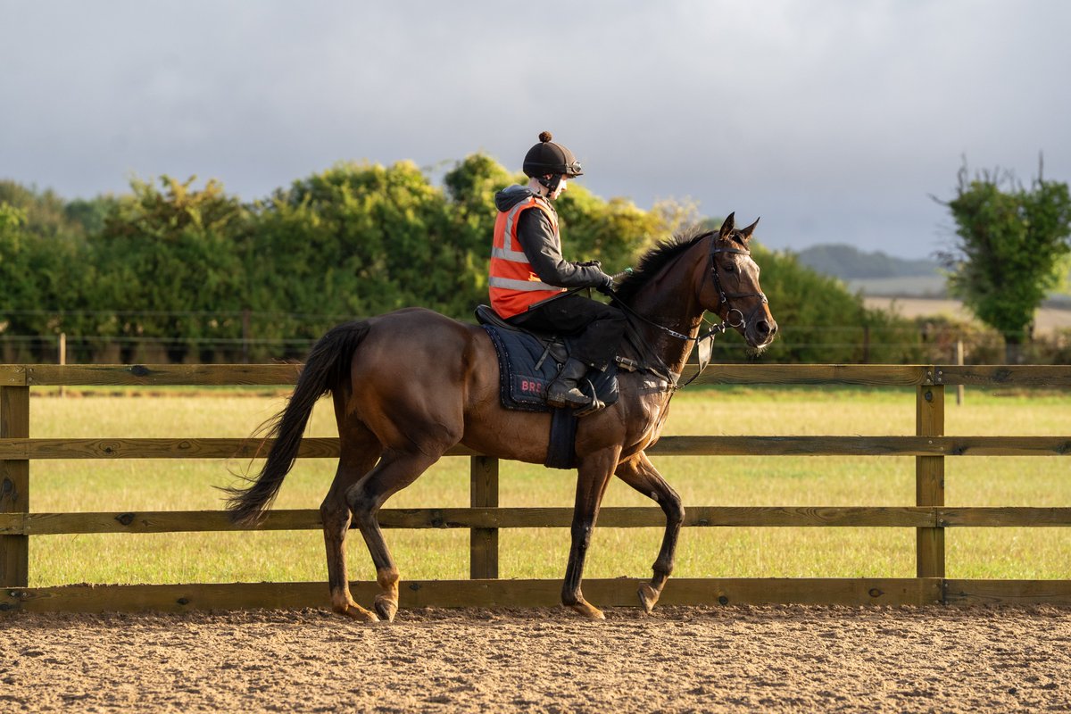 OldGoldRacing's tweet photo. HERE WE GO!

#GoldThursday discount deals are now live!

Head to the link below to get your shares in some exciting horses at a cheaper price until Saturday only!

https://t.co/HXqCGfp1Iv https://t.co/3cHc1ezyfz