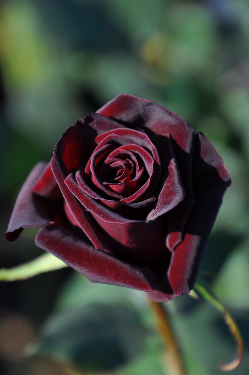 野ばら様 STAFF STYLING｜THE SHOP YOHJI YAMAMOTO