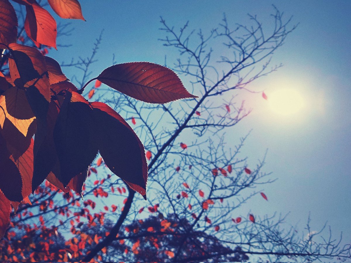 紅葉、徳島城公園。#streetphotography #xperia #xperiaproi #徳島 #スナップ写真