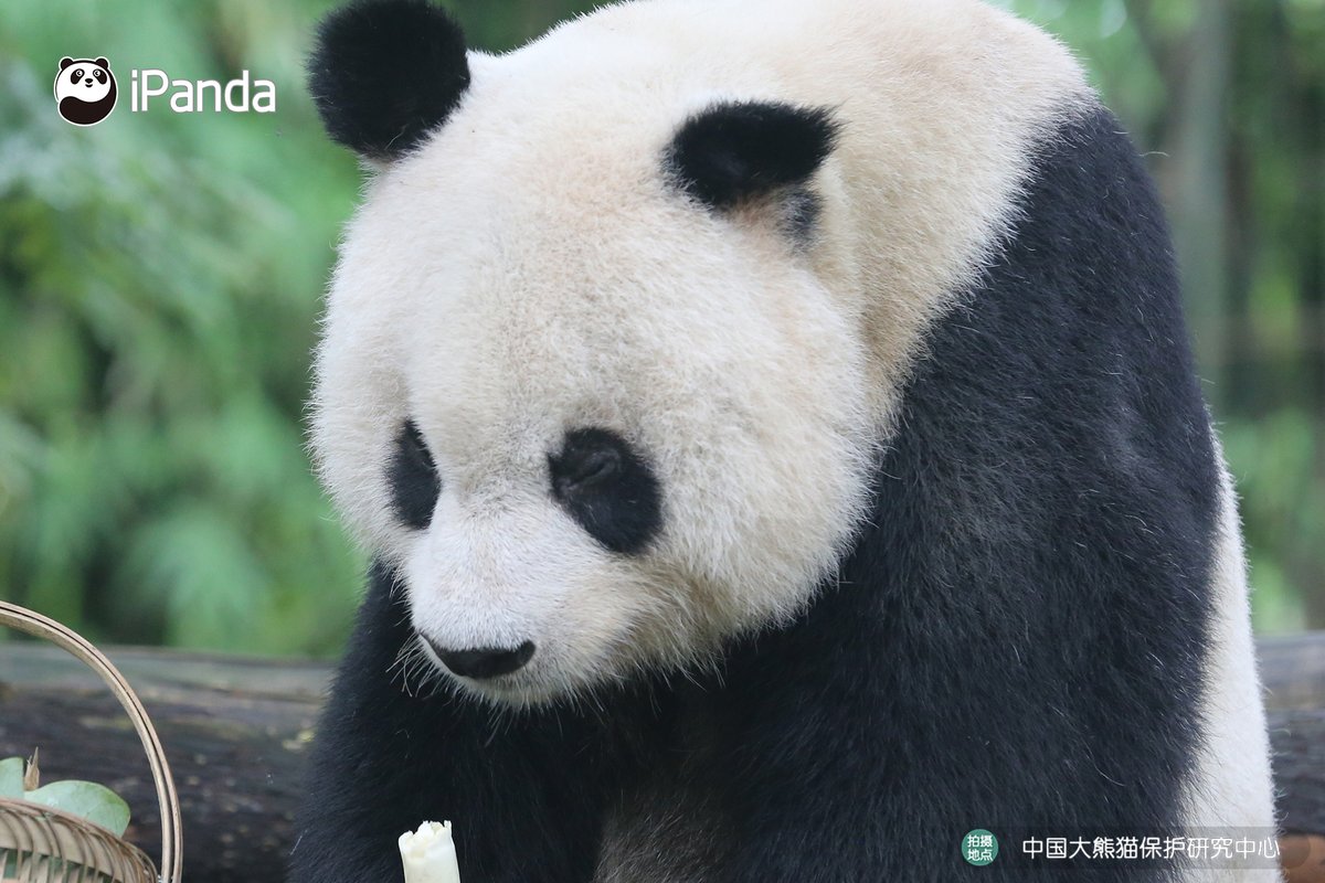 ipandacom's tweet image. Gao Gao, a giant panda who was rescued from the wild in 1993 and once lived at the San Diego Zoo in the United States, passed away on November 24. RIP Gao Gao.  

#PandaPic #CCRCGP #FriendshipMessenger #PandaLife #PandaNews