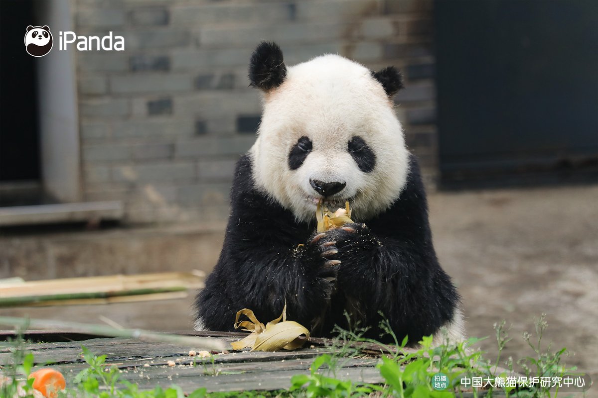 ipandacom's tweet image. Gao Gao, a giant panda who was rescued from the wild in 1993 and once lived at the San Diego Zoo in the United States, passed away on November 24. RIP Gao Gao.  

#PandaPic #CCRCGP #FriendshipMessenger #PandaLife #PandaNews