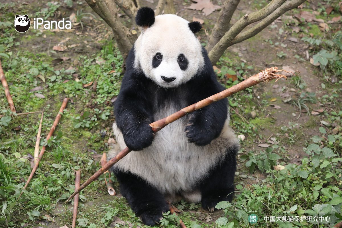 ipandacom's tweet image. Gao Gao, a giant panda who was rescued from the wild in 1993 and once lived at the San Diego Zoo in the United States, passed away on November 24. RIP Gao Gao.  

#PandaPic #CCRCGP #FriendshipMessenger #PandaLife #PandaNews