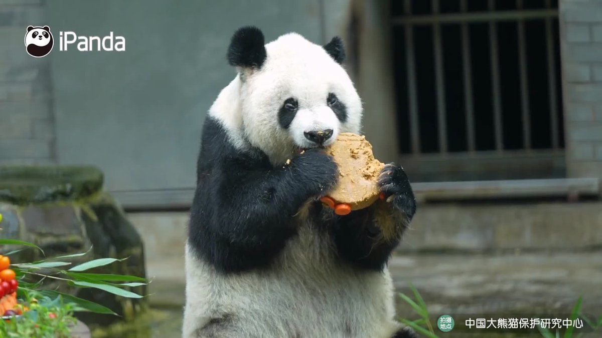 ipandacom's tweet image. Gao Gao, a giant panda who was rescued from the wild in 1993 and once lived at the San Diego Zoo in the United States, passed away on November 24. RIP Gao Gao.  

#PandaPic #CCRCGP #FriendshipMessenger #PandaLife #PandaNews