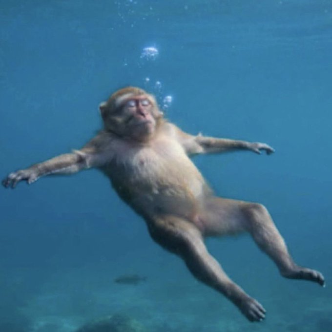 DesiOG1's tweet image. So Gutter has something better than shit and piss.😂