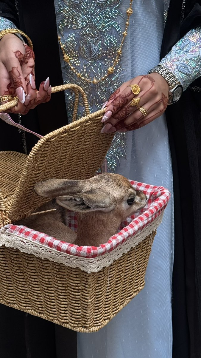 برزة الإمارات (@uae_parza) on Twitter photo 