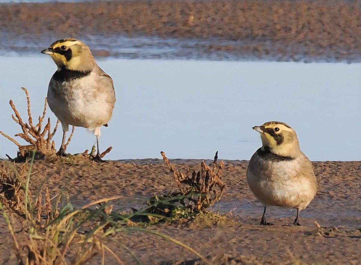 Chris Atkin tweet media