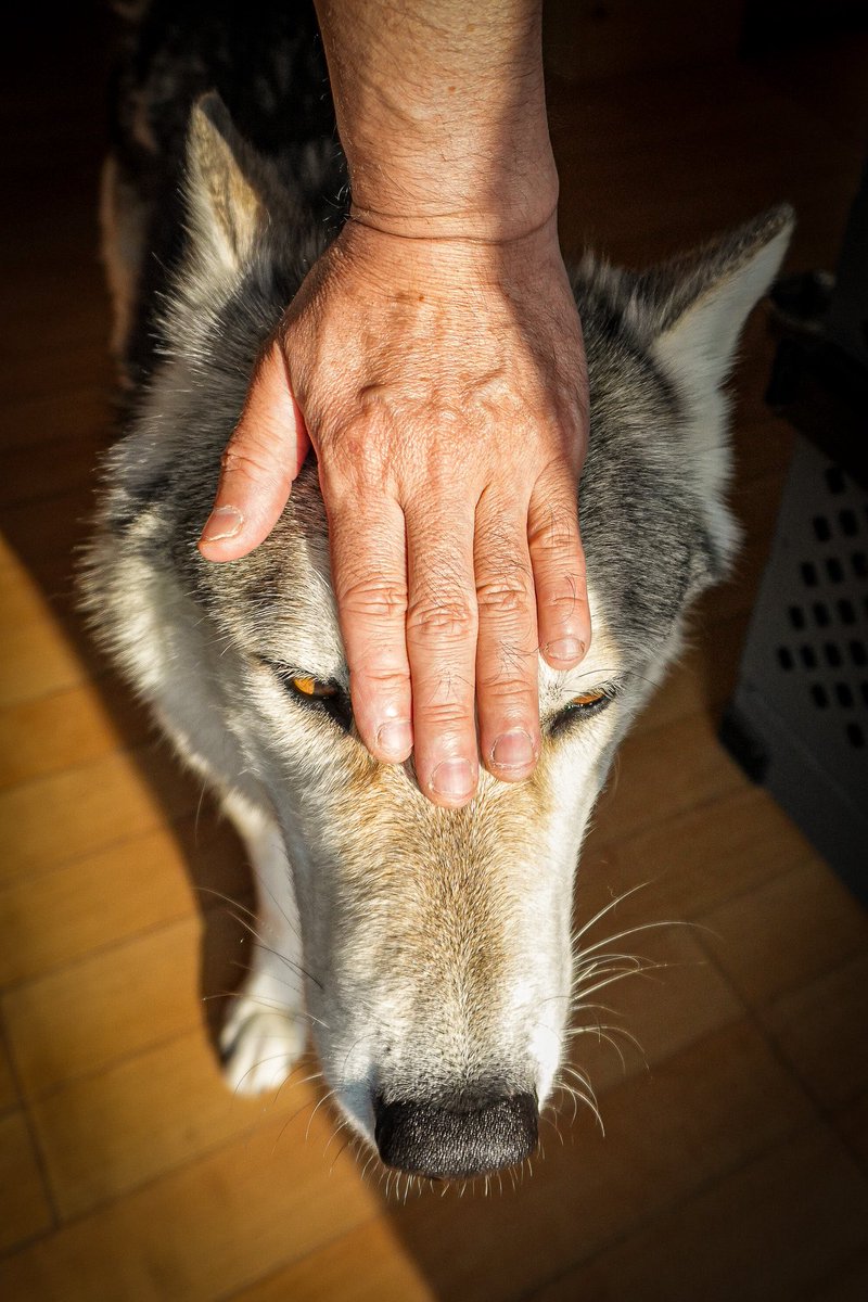 JimmyBelvins's tweet image. what are you doing, human?