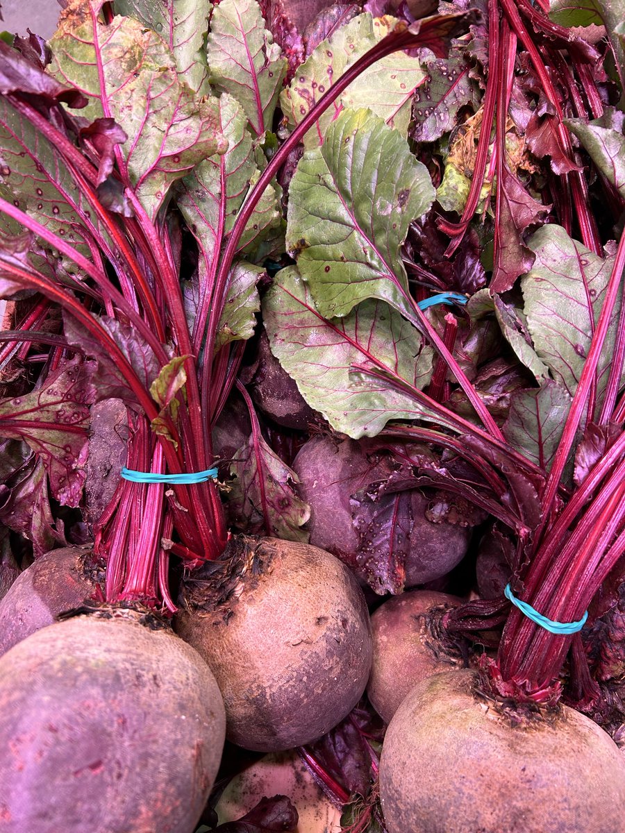 🆙Hoy hemos #vistoenmercamadrid estas fabulosas #remolachas 🟣 de #proximidad de la huerta segoviana 🌱 al #MercadoFrutas en tan solo unas horas ⏱️✅

🍽️¡Aprovecha que están en plena  #temporada ! 🗓️

👉🏻Encuéntralas en tu #comercio local

#vistoenmercamadrid