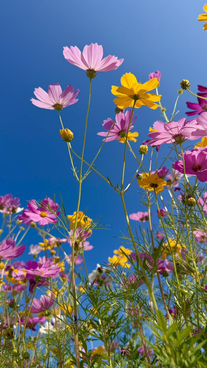 خلفيات زهور الظفرة.