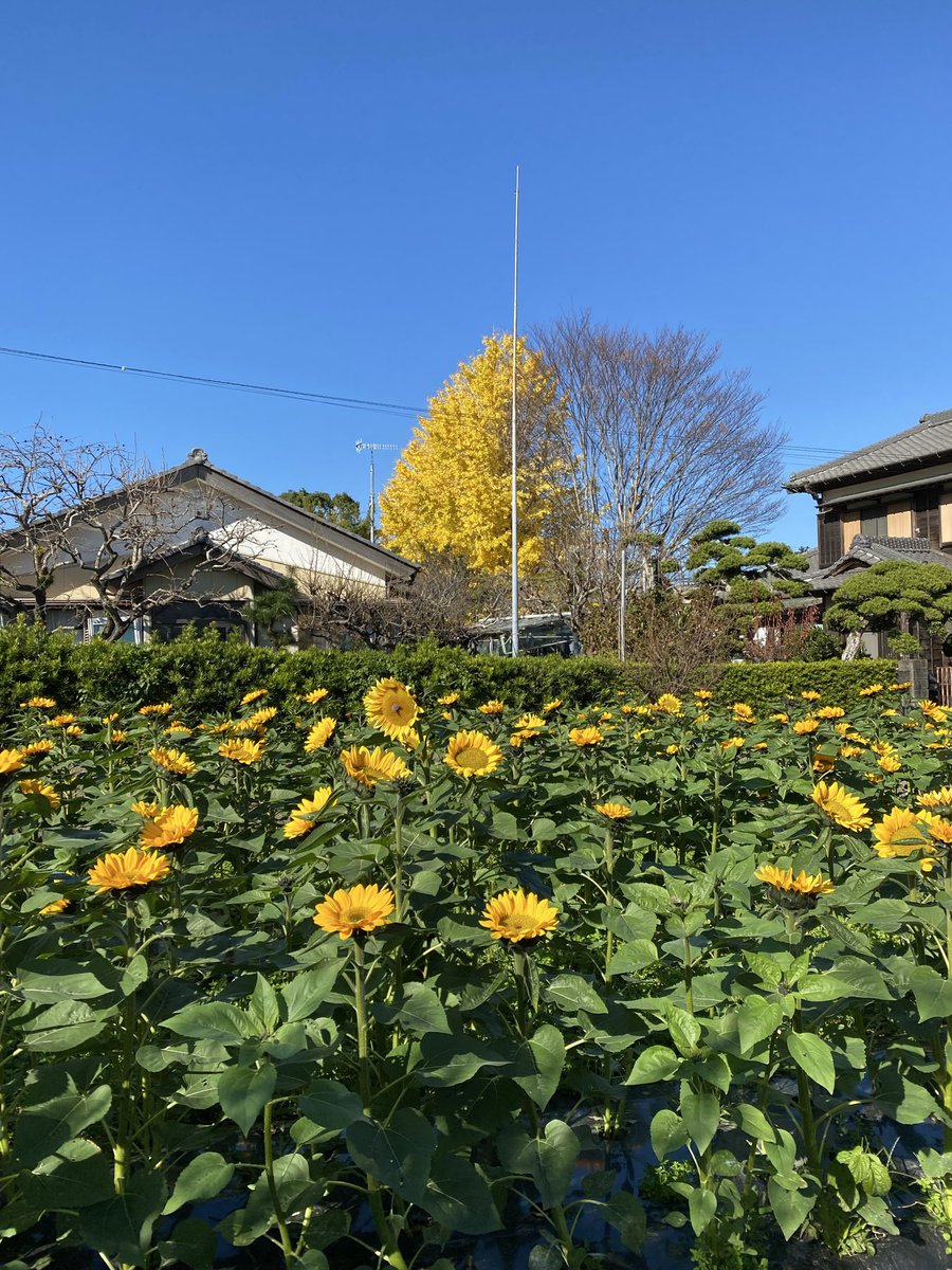 ekoda007's tweet photo. 秋🍂にひまわり🌻は咲くのでしょうか？千葉・館山市にある城山公園の、そばの畑の写真です。 https://t.co/8rZEqmalSf