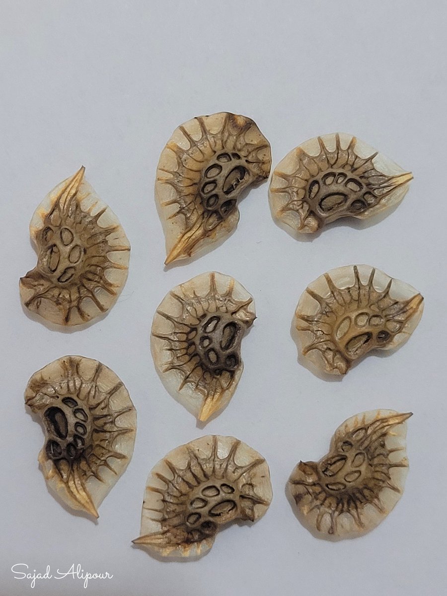 Onobrychis sp.
seed &amp; pod
Iran, June