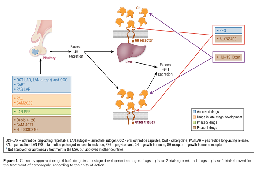 sociedadSEEN's tweet photo. 🔶Medical Treatment of Acromegaly: Navigating the Present, Shaping the Future
👉 Actualmente existen tres modalidades de tratamiento para la #acromegalia (cirugía, terapia médica y radioterapia)
https://t.co/meqH8MD36J
@NeuroendocrinoS https://t.co/la1kyHiYwG