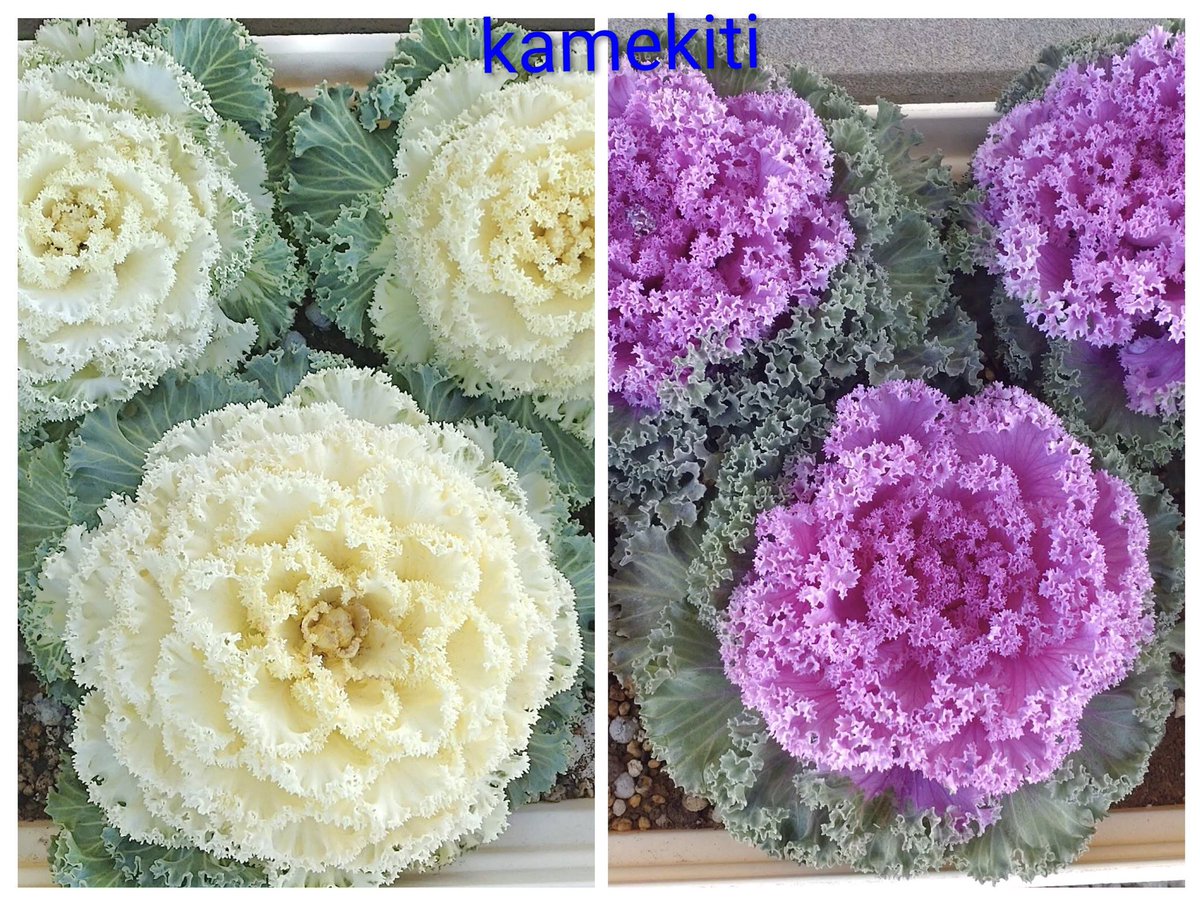 かめきち (@E9Ep7HchhwchZot) / Posts / X